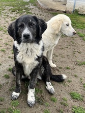 NORBO, Hund, Mischlingshund in Griechenland - Bild 4
