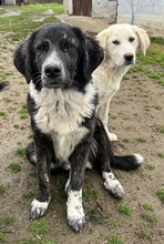 NORBO, Hund, Mischlingshund in Griechenland - Bild 5