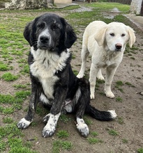 NORBO, Hund, Mischlingshund in Griechenland - Bild 6