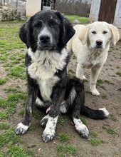 NORBO, Hund, Mischlingshund in Griechenland - Bild 7