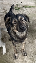NEVIK, Hund, Mischlingshund in Griechenland - Bild 1
