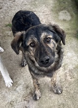 NEVIK, Hund, Mischlingshund in Griechenland - Bild 10