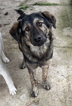 NEVIK, Hund, Mischlingshund in Griechenland - Bild 11