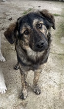 NEVIK, Hund, Mischlingshund in Griechenland - Bild 12