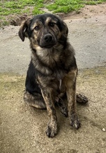 NEVIK, Hund, Mischlingshund in Griechenland - Bild 13