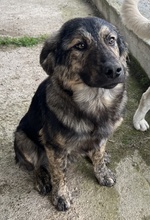 NEVIK, Hund, Mischlingshund in Griechenland - Bild 15