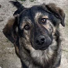 NEVIK, Hund, Mischlingshund in Griechenland - Bild 16