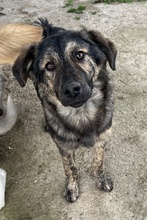 NEVIK, Hund, Mischlingshund in Griechenland - Bild 2