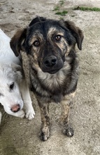 NEVIK, Hund, Mischlingshund in Griechenland - Bild 3