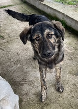 NEVIK, Hund, Mischlingshund in Griechenland - Bild 4