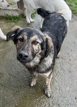 NEVIK, Hund, Mischlingshund in Griechenland - Bild 5