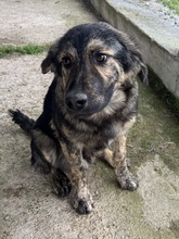 NEVIK, Hund, Mischlingshund in Griechenland - Bild 6