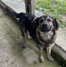 NEVIK, Hund, Mischlingshund in Griechenland - Bild 7