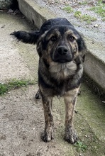 NEVIK, Hund, Mischlingshund in Griechenland - Bild 8