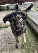 NEVIK, Hund, Mischlingshund in Griechenland - Bild 9