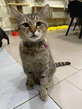 VENS, Katze, Europäisch Kurzhaar in Ukraine - Bild 2