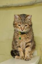 MAGGIE, Katze, Britisch Kurzhaar-Mix in Ukraine - Bild 1