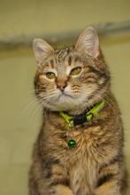 MAGGIE, Katze, Britisch Kurzhaar-Mix in Ukraine - Bild 2