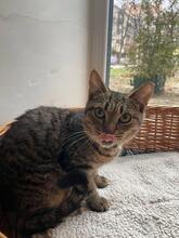 MIKE, Katze, Europäisch Kurzhaar in Ukraine