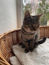 MIKE, Katze, Europäisch Kurzhaar in Ukraine - Bild 2