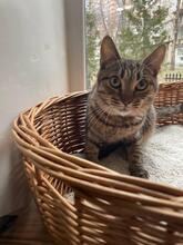 MIKE, Katze, Europäisch Kurzhaar in Ukraine - Bild 3