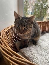 MIKE, Katze, Europäisch Kurzhaar in Ukraine - Bild 4