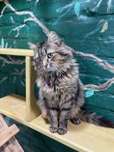 GEORGE, Katze, Langhaarkatze in Ukraine - Bild 1