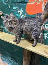 GEORGE, Katze, Langhaarkatze in Ukraine - Bild 2