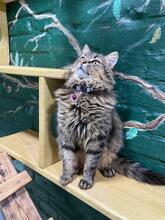 GEORGE, Katze, Langhaarkatze in Ukraine - Bild 3