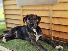 ANDRE, Hund, Mischlingshund in Kevelaer