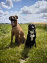 TOBI, Hund, Mischlingshund in Overath - Bild 1
