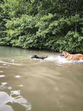 TOBI, Hund, Mischlingshund in Overath - Bild 2