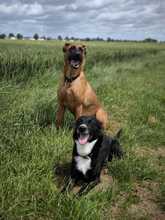 TOBI, Hund, Mischlingshund in Overath - Bild 3
