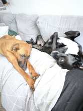 TOBI, Hund, Mischlingshund in Overath - Bild 4