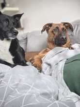 TOBI, Hund, Mischlingshund in Overath - Bild 5