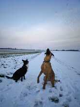 TOBI, Hund, Mischlingshund in Overath - Bild 6