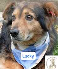 LUCKY, Hund, Mischlingshund in Bosnien und Herzegowina - Bild 1