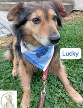 LUCKY, Hund, Mischlingshund in Bosnien und Herzegowina - Bild 2