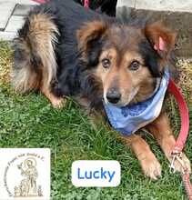 LUCKY, Hund, Mischlingshund in Bosnien und Herzegowina - Bild 3