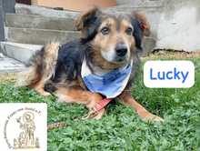 LUCKY, Hund, Mischlingshund in Bosnien und Herzegowina - Bild 4
