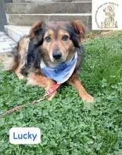 LUCKY, Hund, Mischlingshund in Bosnien und Herzegowina - Bild 5
