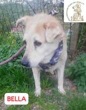 BELLA, Hund, Mischlingshund in Bosnien und Herzegowina - Bild 1
