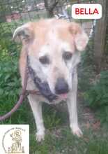 BELLA, Hund, Mischlingshund in Bosnien und Herzegowina - Bild 2