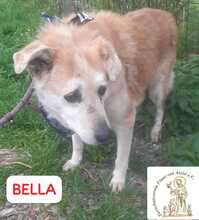 BELLA, Hund, Mischlingshund in Bosnien und Herzegowina - Bild 3