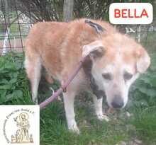 BELLA, Hund, Mischlingshund in Bosnien und Herzegowina - Bild 4