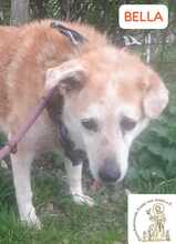 BELLA, Hund, Mischlingshund in Bosnien und Herzegowina - Bild 5