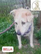 BELLA, Hund, Mischlingshund in Bosnien und Herzegowina - Bild 7