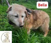 BELLA, Hund, Mischlingshund in Bosnien und Herzegowina - Bild 2