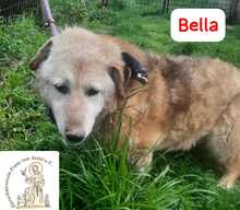 BELLA, Hund, Mischlingshund in Bosnien und Herzegowina - Bild 3