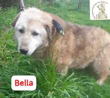 BELLA, Hund, Mischlingshund in Bosnien und Herzegowina - Bild 4